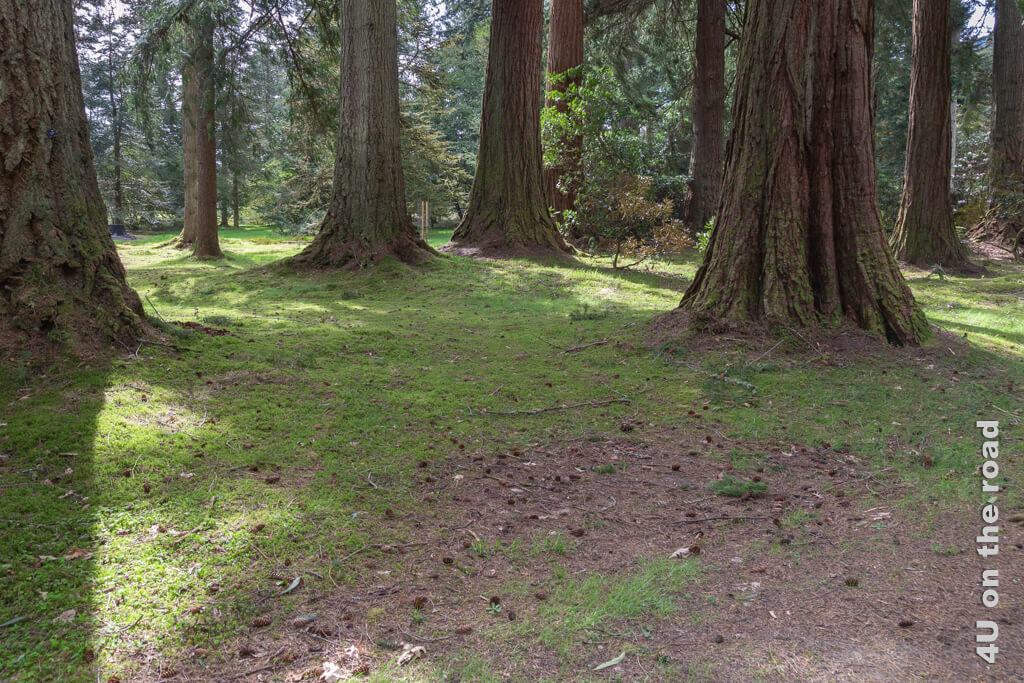Im stillen Wald des Benmore Botanic Garden wachsen weitere Redwoods und andere Bäume mit interessanten Rinden in Gruppen.