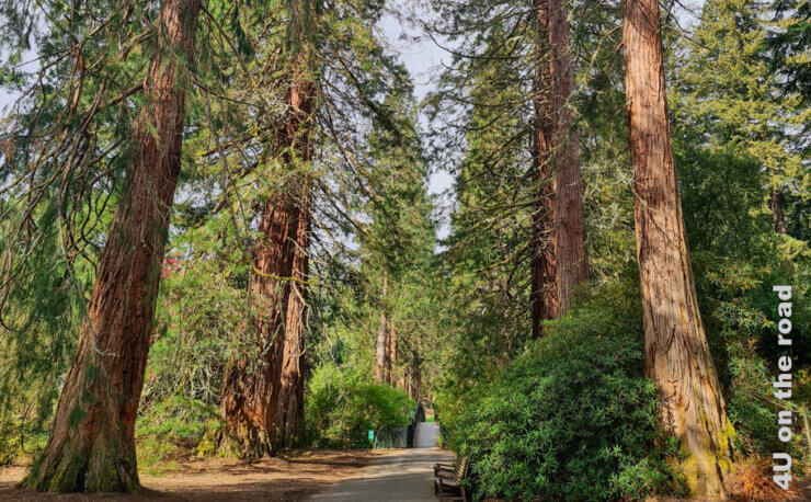 Die Redwood Allee durchschreitet der Besucher direkt nach dem Eingang des Benmore Botanic Garden. Die Allee geht auf der anderen Seite des Flusses weiter.