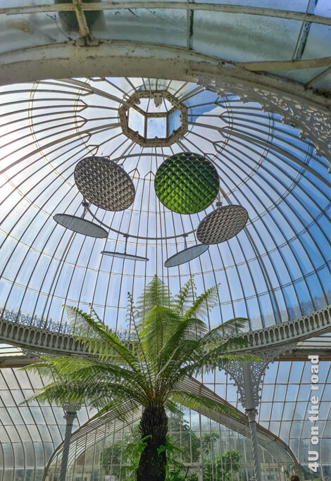 Das grosse Glashaus des Botanischen Gartens hat eine runde Kuppel mit schönen schmiedeeisernen Verzierungen und lustigen Reflektoren. In der Mitte wächst ein Baumfarn empor.