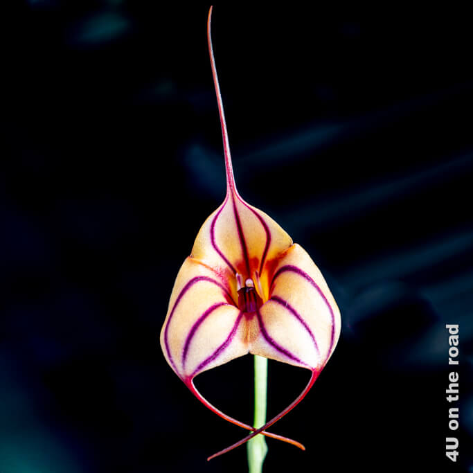 Eine filigrane Orchidee mit drei Blütenblättern, die in einem Dreieck angeordnet sind. Jedes Dreieck ist leicht orange mit dunklen Strichen. Der mittlere Strich verlängert sich in einer Franse an der Blüte. Die obere Verlängerung steht senkrecht, die beiden unteren kreuzen sich am Stiel.