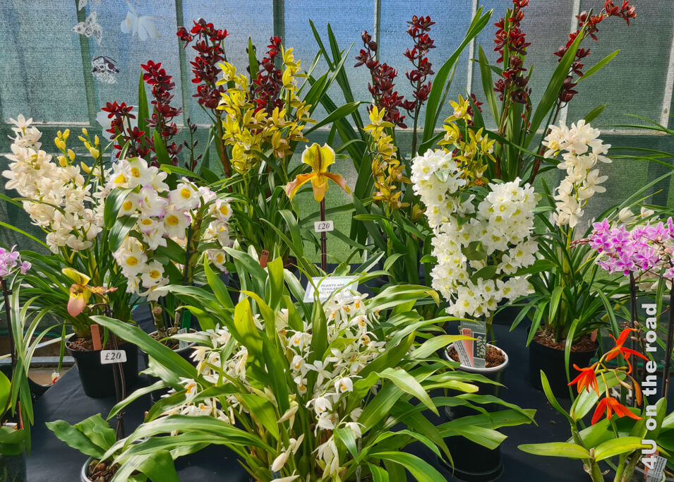 Die unterschiedlichsten Orchideen stehen auch zum Verkauf an diesem Tag im Botanischen Garten von Glasgow.