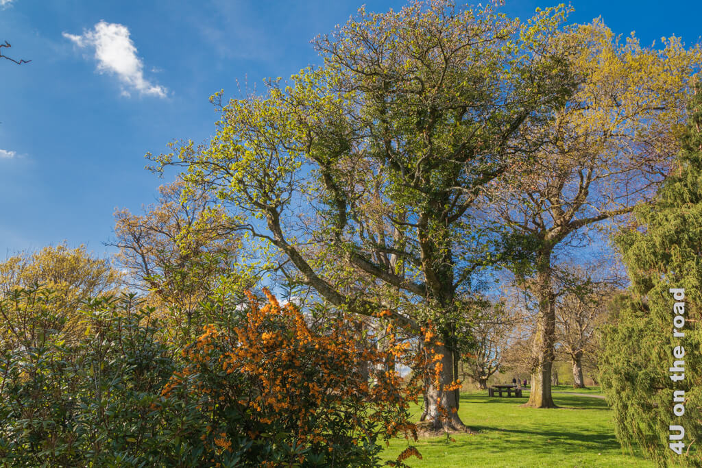 Blühende Büsche, hohe Bäume, die gerade Blätter bekommen und ein Teppich aus grünem Gras machen den Country Park am Balloch Castle zu einem perfekten Picknickplatz. Mit etwas Glück kannst du sogar den Ausblick auf Loch Lomond geniessen.