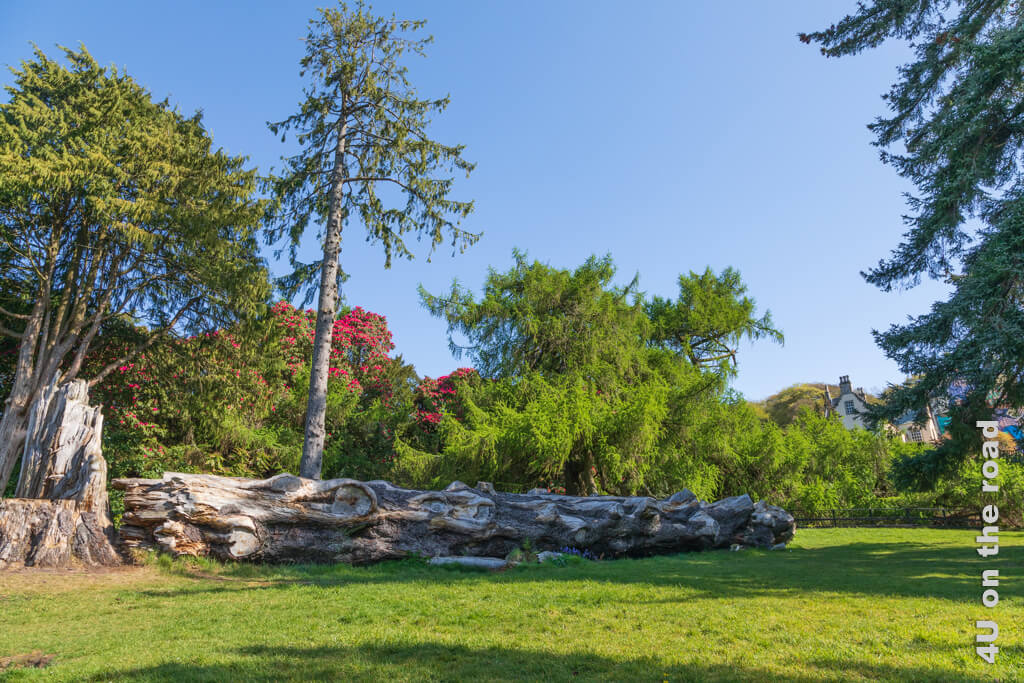 Ein Baumriese liegt abgebrochen am Boden. Sein beeindruckender Stamm mit den vielen markanten Erhebungen, wo einst Äste gewachsen sind, weist den Blick zur Lärche, die den Blick auf Kelburn Castle fast verhindert. Hinter dem leuchtenden Grün der Lärche, leuchtet rot ein Rhododendron im blauen Himmel.