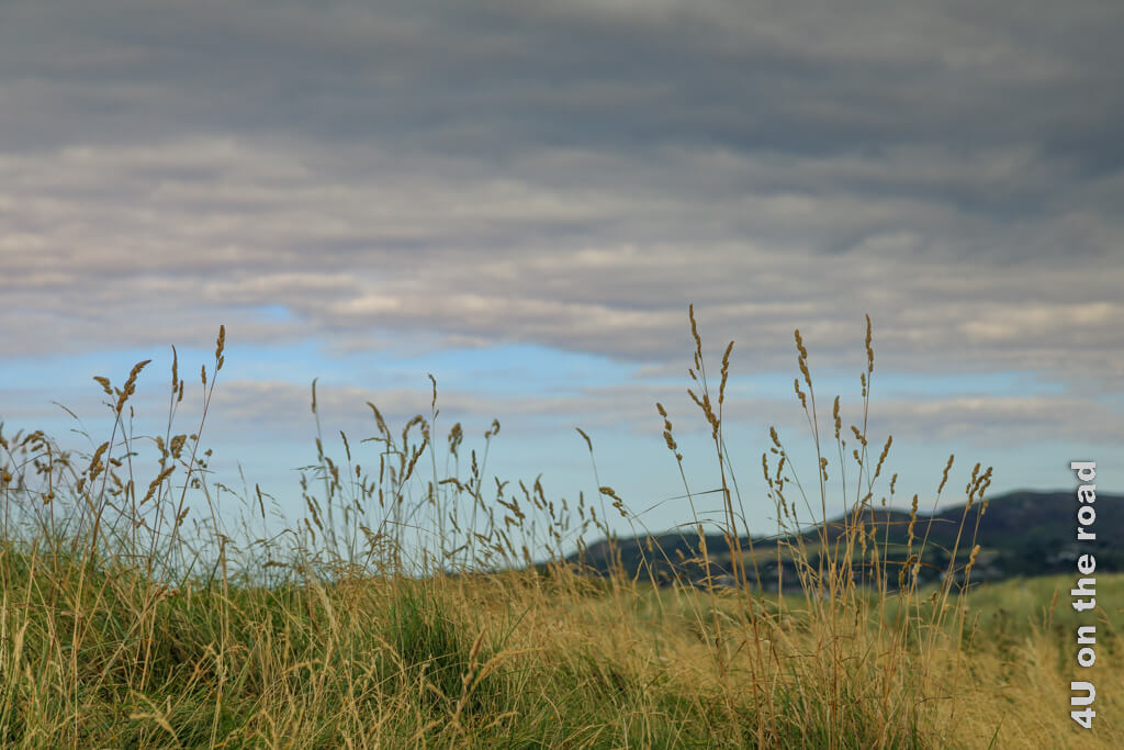 Hohe Gräser wachsen auf den Dünen, die den Blick auf das Meer verhindern. Der Himmel ist zartblau, wo keine Wolken sind. - Bull Island Dublin Sehenswürdigkeiten Küste
