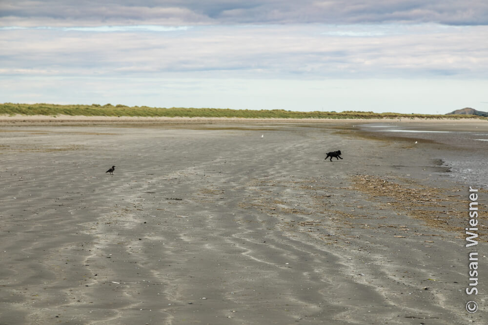 Ein schwarzer Hund rennt freudig am Strand. Ein Rabe beobachtet ihn. Der Sand von Bull Island  ist nur bei den Dünen sandfarben, sonst eher dunkler. 