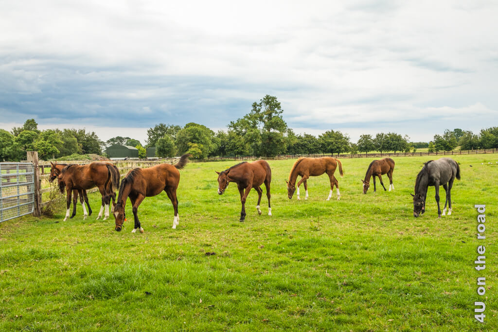 Sieben Fohlen kommen scheinbar uninteressiert langsam zu ihren Bewunderern am Zaun gelaufen. Das Irish Stud & Gardens ist eines dieser Ausflugsziele in Dublins Umgebung, was der Pferdenarr genauso wenig wie der Gartenliebhaber verpassen sollten.
