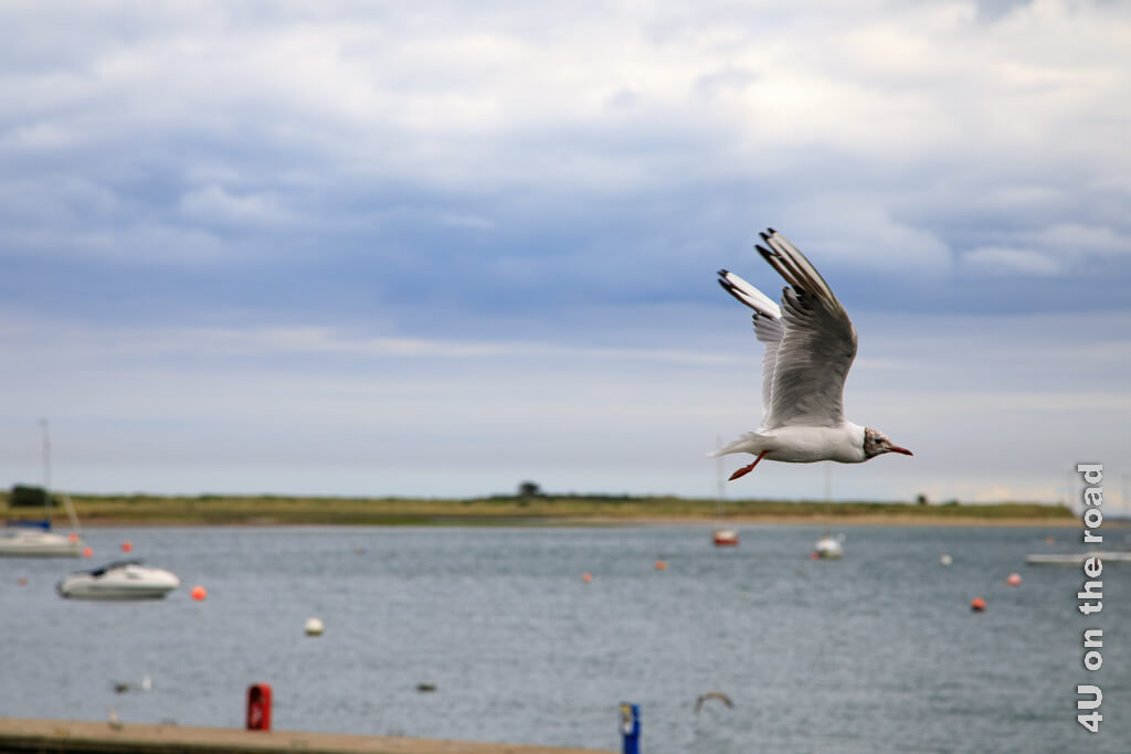 Eine Lachmöwe fliegt parallel zum Sandstrand aus dem Hafen von Malahide, einem schönen Ausflugsziel in Dublins Umgebung.