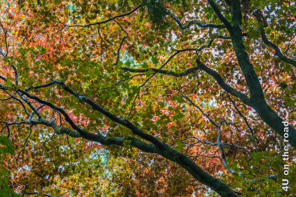 Die Blätter von roten und grünen Ahornbäumen gegen das Licht fotografiert, mischen sich leuchtend im Mount Usher Garden