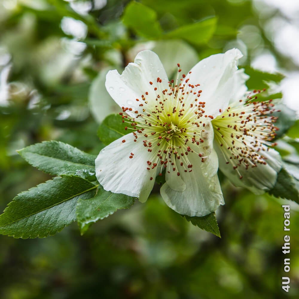 Eine weisse Blüte mit fünf Kronblättern und auffälligen Staubgefässen, die an einen Rasierpinsel erinnern. - Mount Usher Garden, Wicklow Mountains