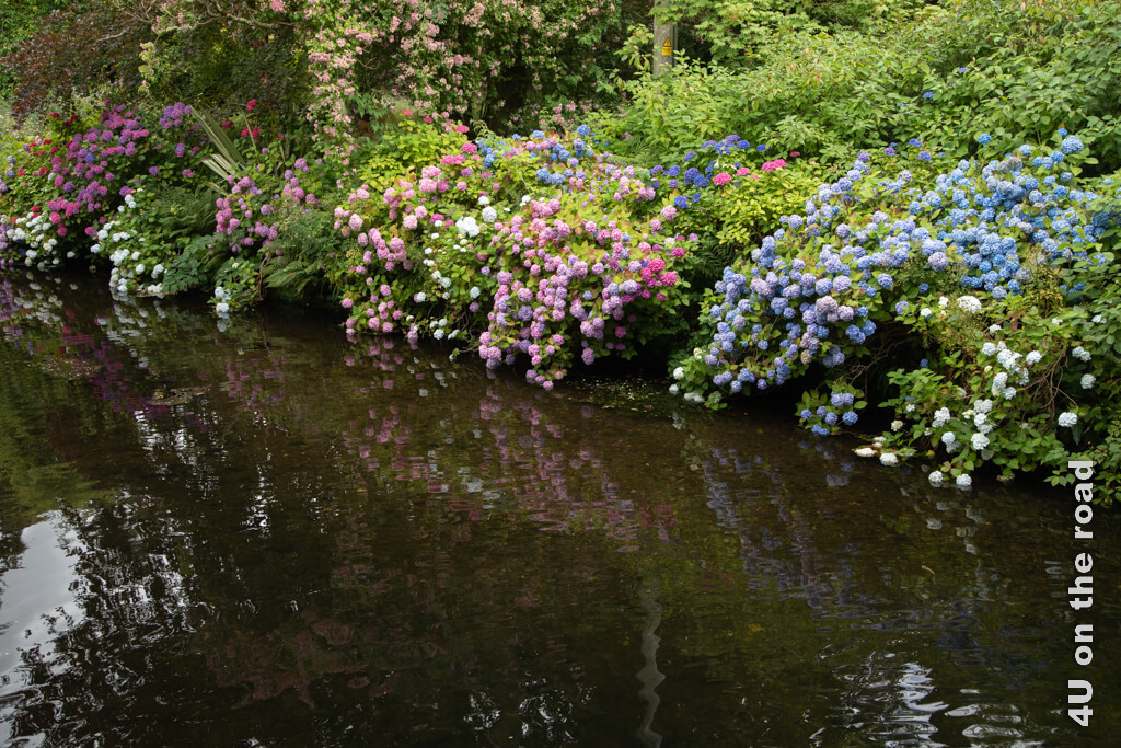 Die Hortensien sorgen am braunen Wasser des Flusses im Mount Usher Garden für eine Farbexplosion in weiss, pink, rosa, hellblau, dunkelblau. 