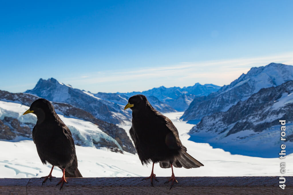 Zwei Dohlen sitzen auf dem Geländer und versperren den Blick auf den Aletschgletscher.