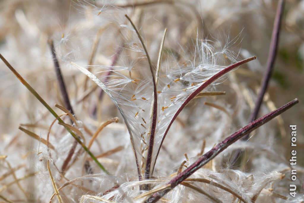 Eine aufgesprungene Samenkapsel lässt viele Schirmfliegersamen frei. Die Luft ist erfüllt von diesen Samen am Lac de Moiry.