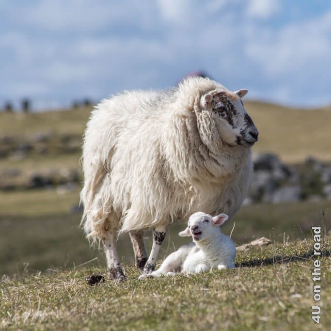 Aufmerksam beobachtet und uns das Schaf, ob wir eine Gefahr für das junge Lamm zu seinen Füssen darstellen. Wanderung auf dem South Explorer Walk auf Berneray.