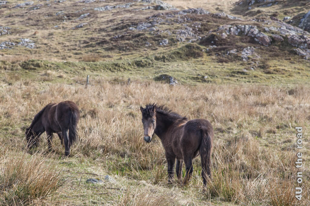 Zwei Eriskay Ponies stehen neben der Strasse im Gras. Eins schaut zu uns, während das andere weiter frisst. Auf den Äusseren Hebriden findet man sie auf Eriskay und auf South Uist.