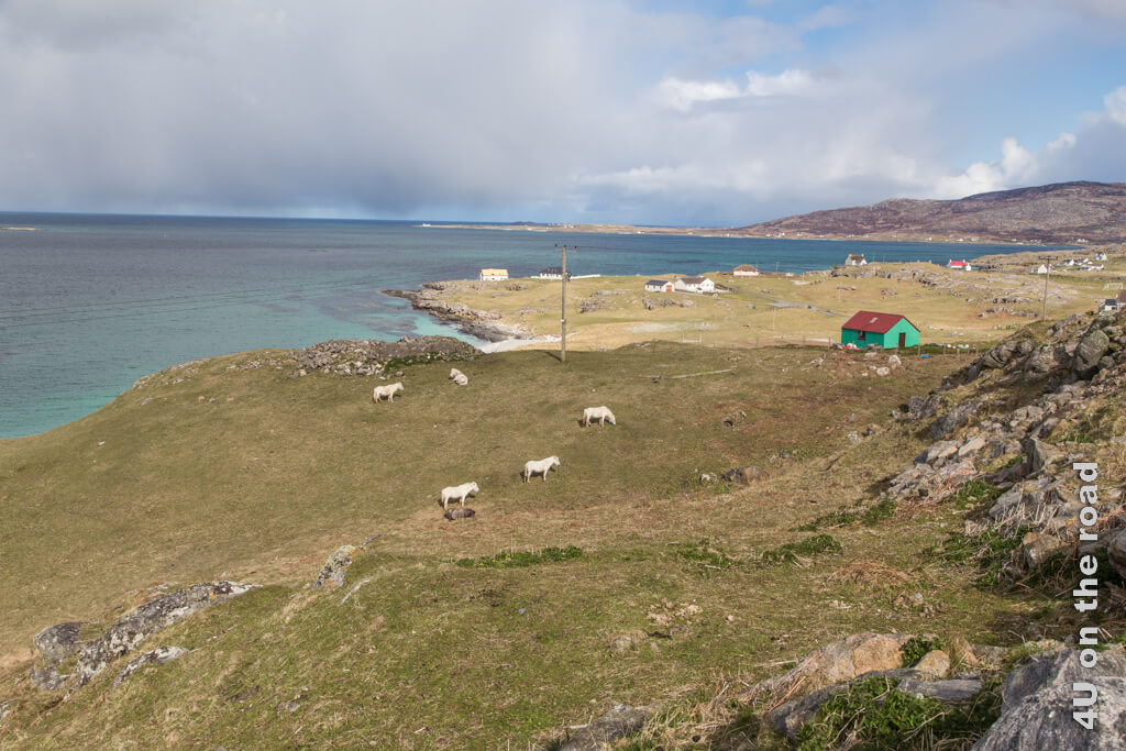 5 Ponies stehen auf einer Weide direkt am Meer. Im Hintergrund sind Häuser auf Eriskay und South Uist zu sehen.