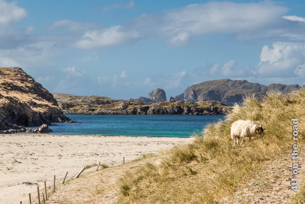 Inselhüpfen auf den Äusseren Hebriden hat als Beitragsbild ein Bild bekommen: mit Schaf in den windigen Dünen, an einer felsengesäumten Meeresbucht mit türkisblauem Wasser.