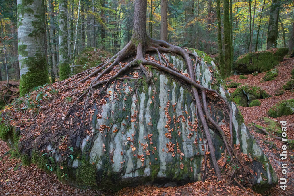 Ein grauer Felsbrocken mit grünen Linien, die sich um den ganzen Fels ziehen. Darauf hat sich ein Nadelbaum gesetzt, der den Fels mit seinen Wurzeln umschlingt. Überall liegt das Buchenlaub auf dem Boden. Herbst ist eine wunderbare Jahreszeit am Blausee.