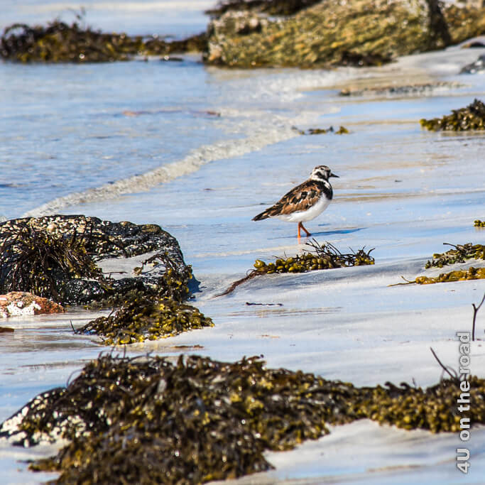 Perfekt getarnt läuft ein Vogel zwischen Blasentang und Steinen am Strand des Balranald Naturschutzgebiets auf North Uist am Strand entlang