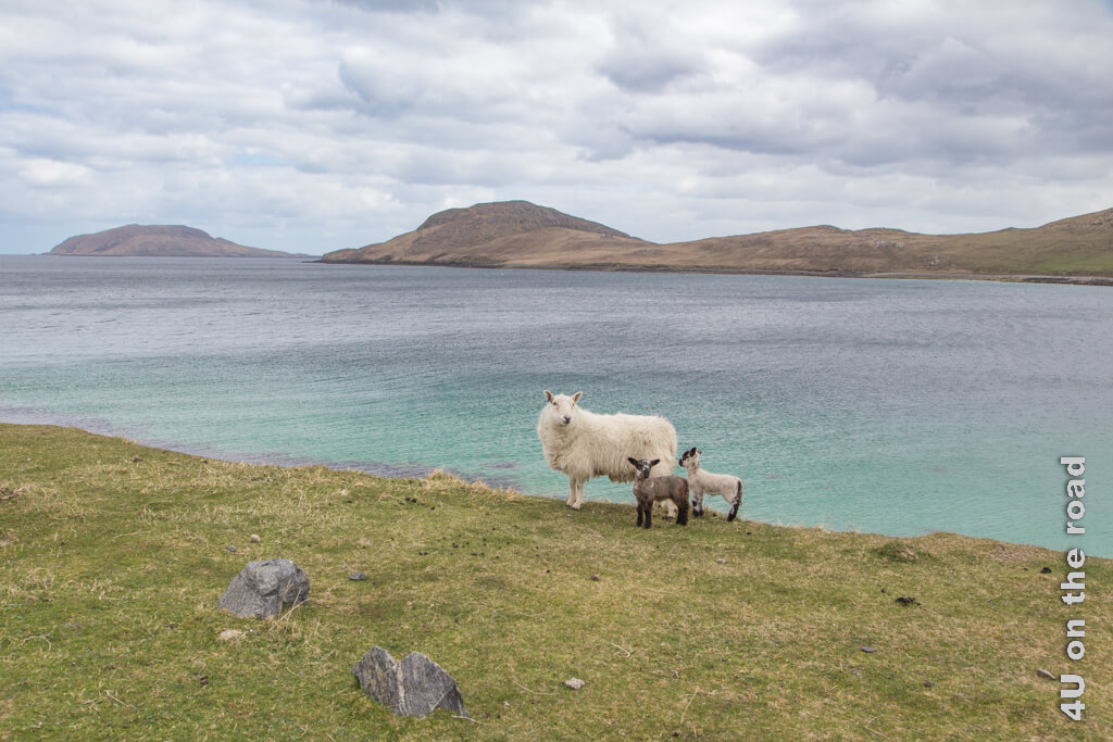 Ein Schaf mit zwei Lämmern steht vor dem türkisgrünem Meer. Willkommen in Vatersay.