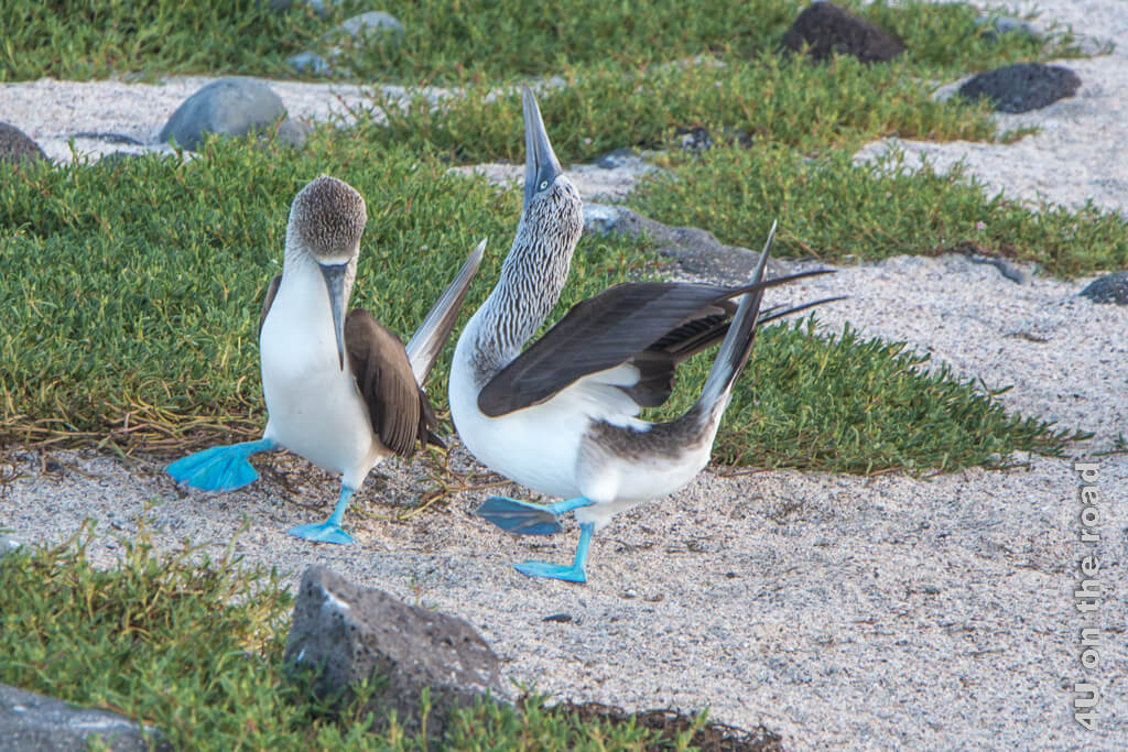 Zwei Blaufuss-Tölpel beim Hochzeitstanz auf North Seymour - Urlaub auf den Galapagosinseln