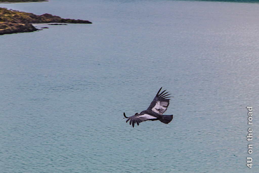 Über dem Wasser ist er einfacher zu erkennen, aber die Grösse dieses Vogels kommt auch hier nicht wirklich zur Geltung.