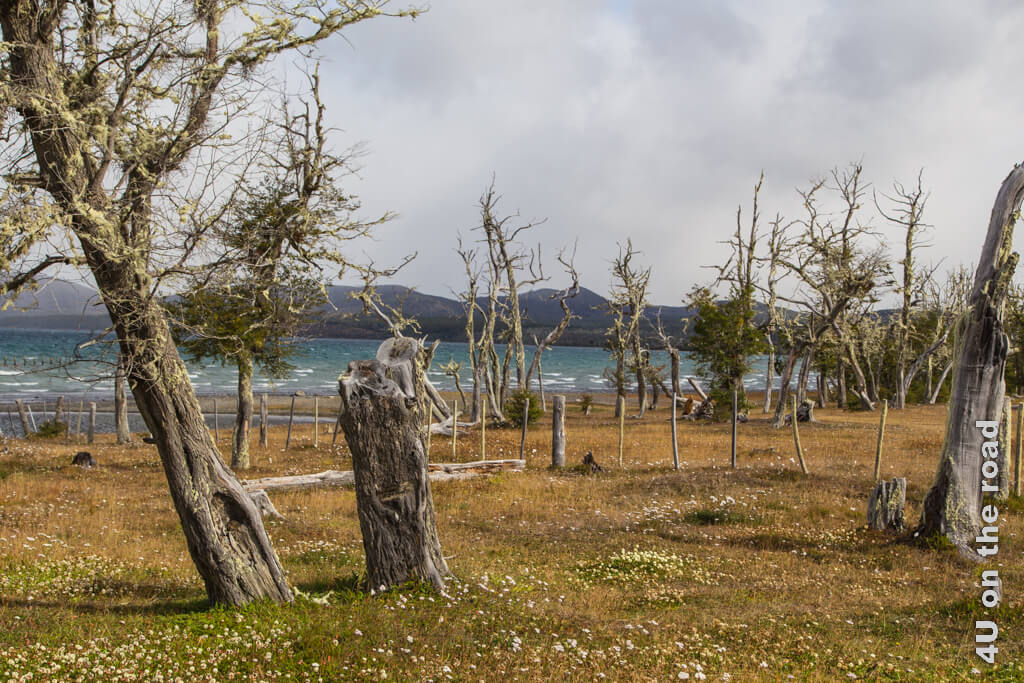 Der Wind in Patagonien setzt auf den freien Flächen den Bäumen mächtig zu. Viele Bäume, wie hier am Lago Yehuin, stehen schief und sind mehr tot als lebendig.
