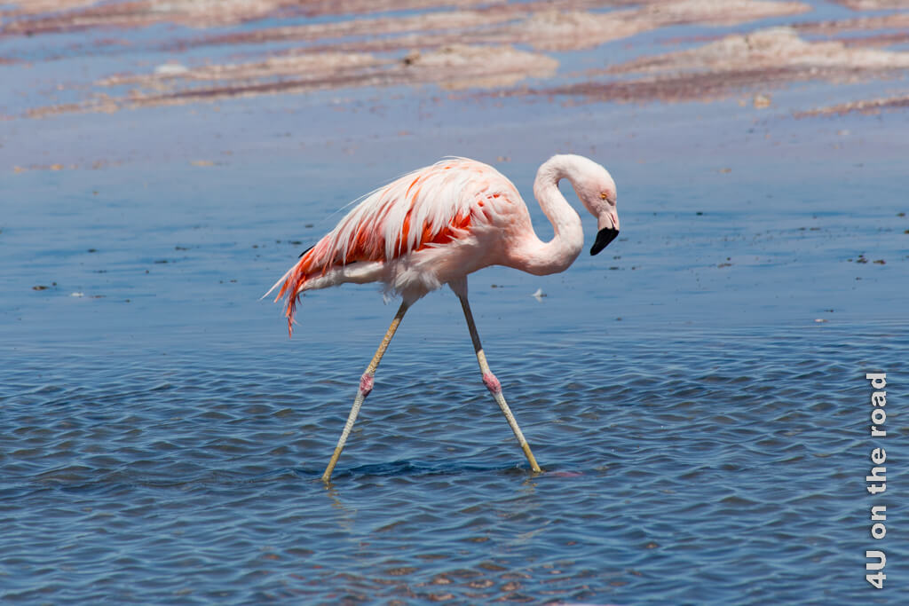 Der Chile Flamingo hat rosa Kniegelenke und auffällig lachsrote Flügel im Gegensatz zum hellrosa Federkleid. Auch er kann an der Laguna Chaxa gesehen werden.