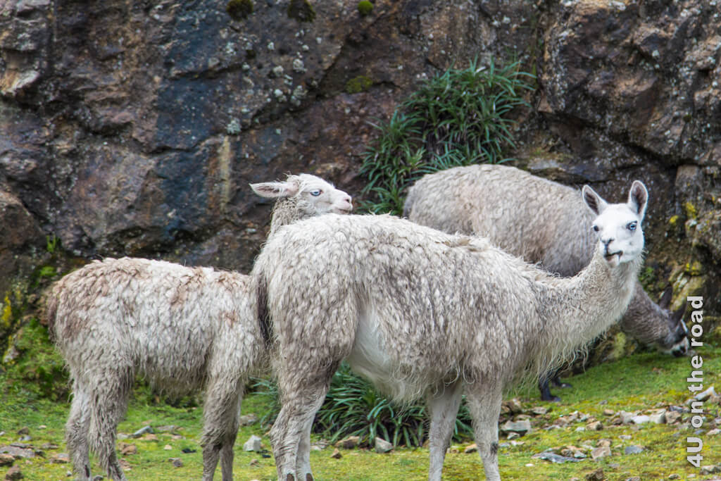 Auf der Passhöhe Tres Cruces regnet es heftig. Hier weiden weisse Lamas mit eisblauen Augen. Auf dem Weg von Guayaquil über den Cajas Nationalpark nach Cuenca.