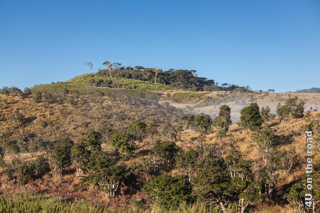 Rhododendren wachsen wie Bäume an den Hängen der Hügel. In den Senken des Horton Plains Park hängt immer noch der Nebel. Ausblick auf der Wanderung zu Mini World's End.