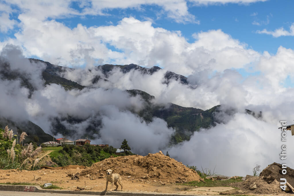 Aus den Tälern steigen Wolken auf und geben der Berglandschaft ein besonderes Aussehen. Ein Hund in der Farbe des Erdhügels hinter ihm, weiss nicht so recht, ob er sich freuen oder mich verjagen soll. Von Guayaquil über den Cajas Nationalpark nach Cuenca (Ecuador).