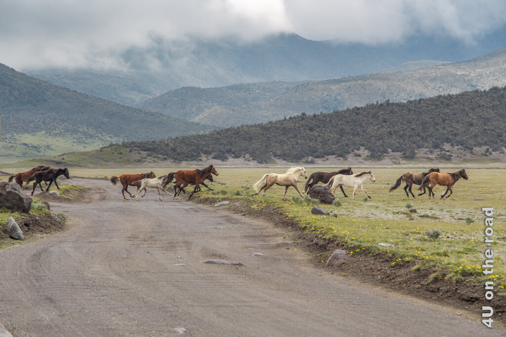 Eine grosse Pferdeherde überquert vor uns in Panik die Strasse im Cotopaxi Nationalpark und läuft in Richtung Vulkan.