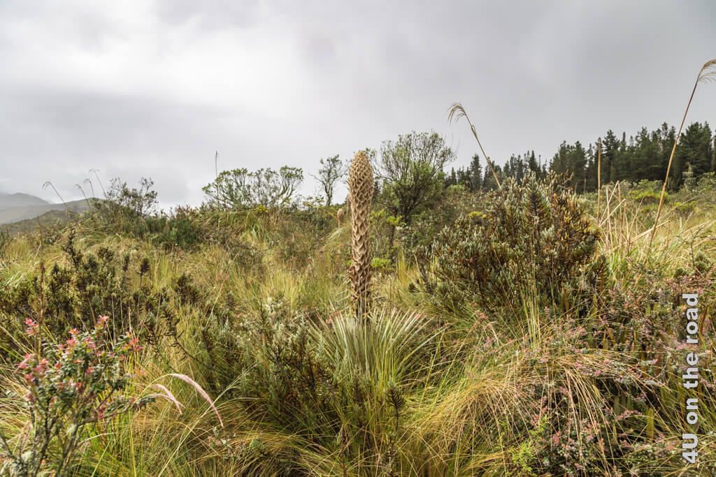 Die Vegetation besteht hier im Cotopaxi Nationalpark aus niedrigen Büschen mit Blüten oder farbigen Blättern. Dazwischen wachsen hohe Gräser mit auffälligen Samenständen. Beim Wandern um das Visitor Center des Cotopaxi Nationalparks herum, entdeckt man mehr von dieser aussergewöhnlichen Mischung