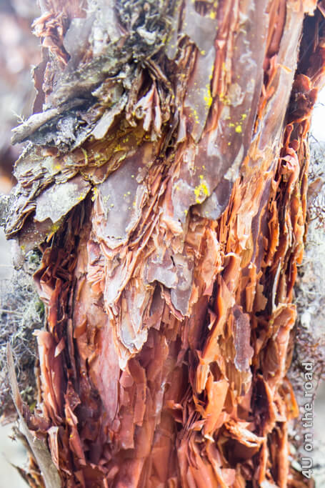 Dieser Polylepisbaum hat die aufgeblätterten Schichten seines Stammes in verschiedenen Farbtönen von Braun über Rot bis Orange. Wandern im Cajas Nationalpark
