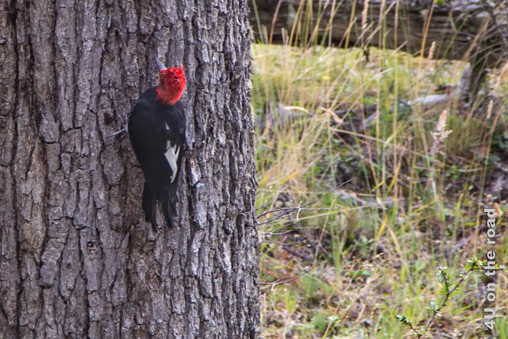 Ein Specht mit rotem Kopf hackt auf den Baumstamm ein.