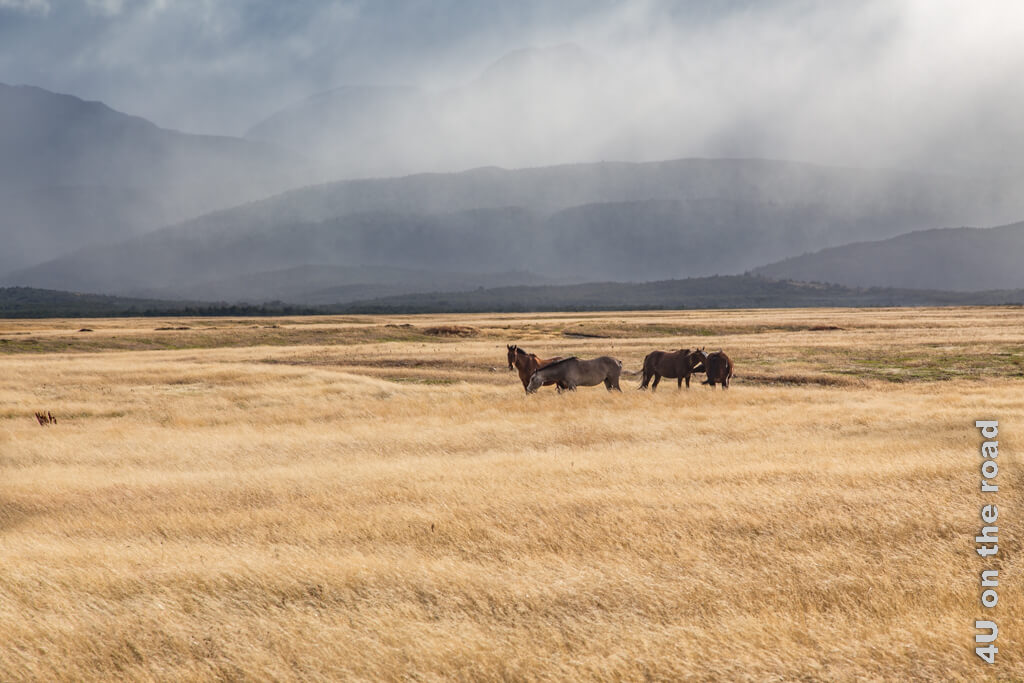 Im hohen, gelben Gras des Nationalparks Torres del Paine stehen Pferde. Über ihnen entlädt sich schon der Regen.
