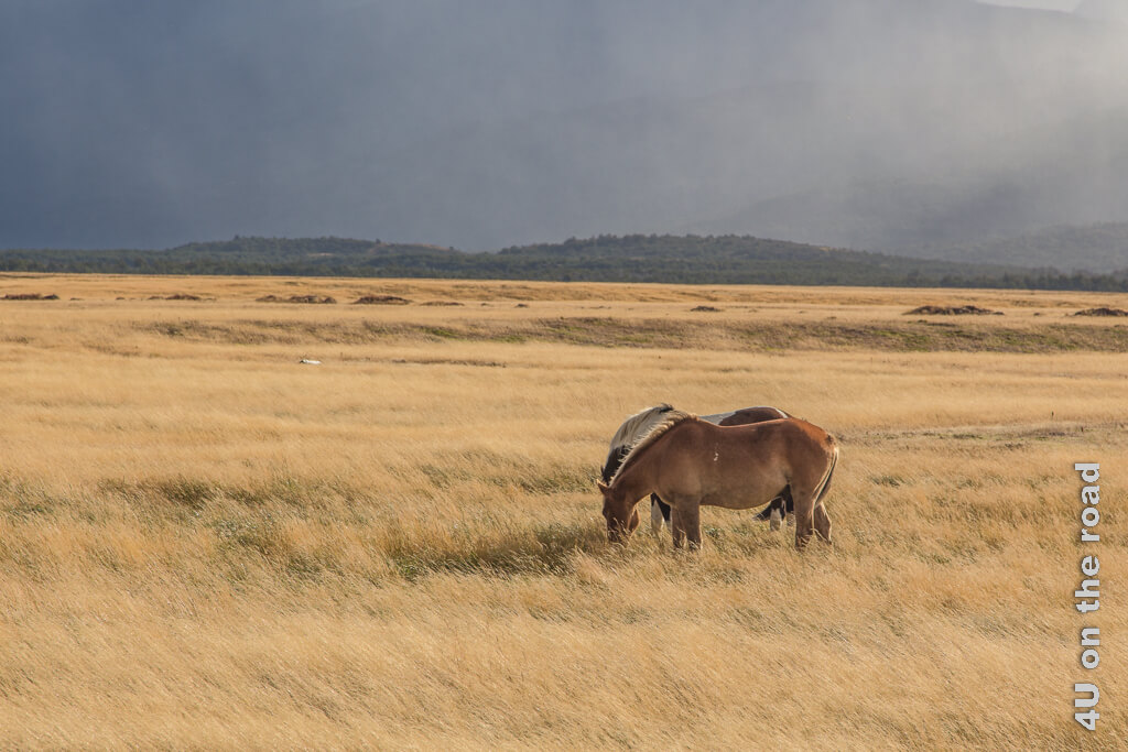 Man sieht den Regen im Hintergrund, aber dort, wo die beiden Pferde mit dem Hintern zur Windrichtung stehen ist es gerade noch trocken.