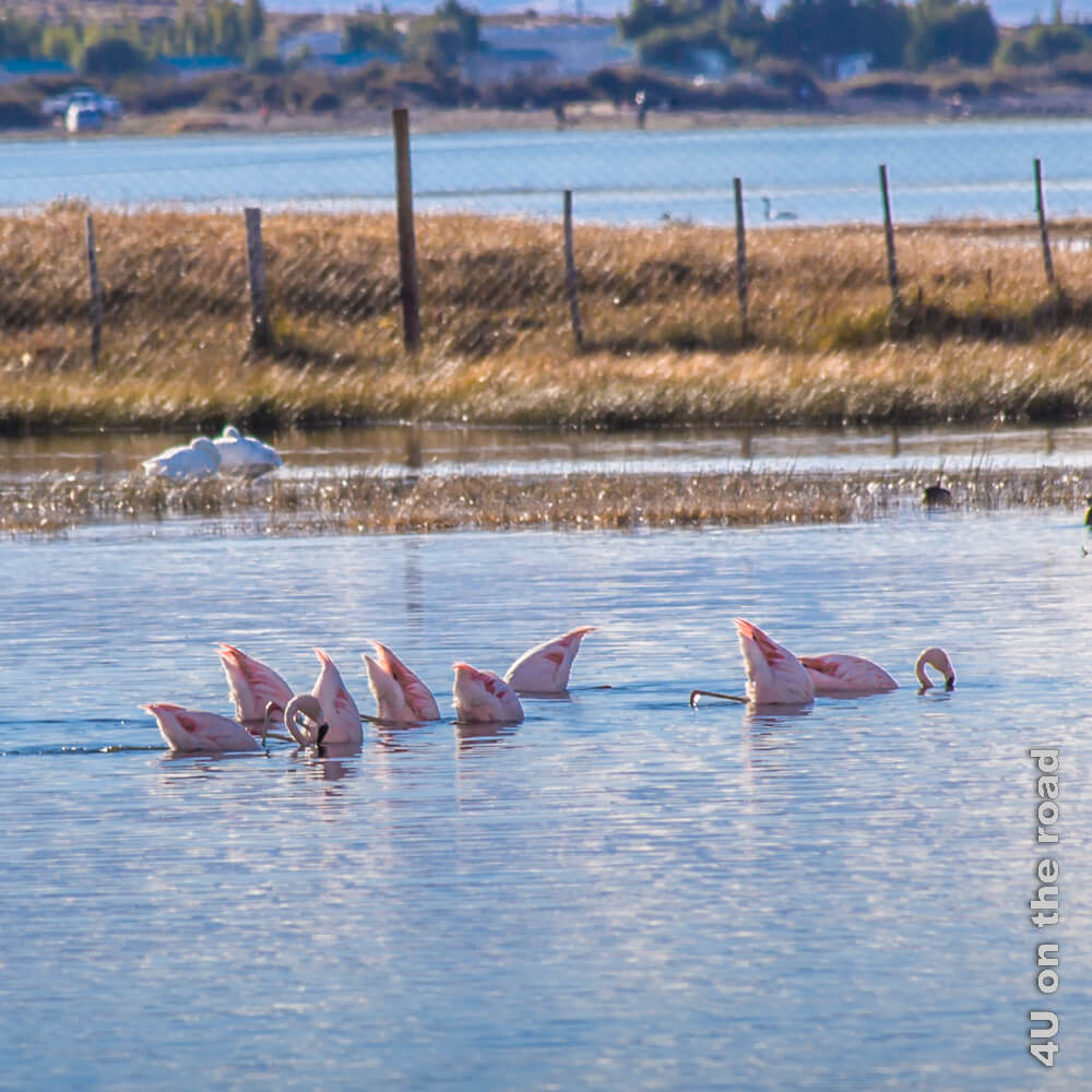 Flamingos tauchen in der Laguna Nimez in El Calafate.