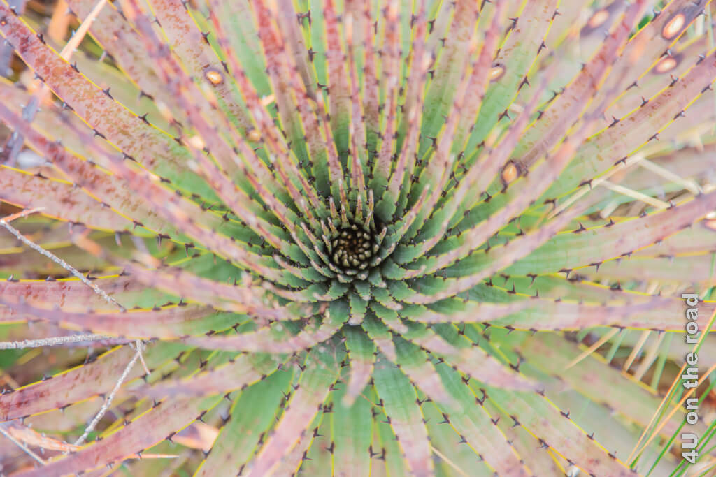 Dieses Gewächs erinnert an eine Agave. Die dornigen Blätter sind zahlreich um eine Mitte gruppiert.