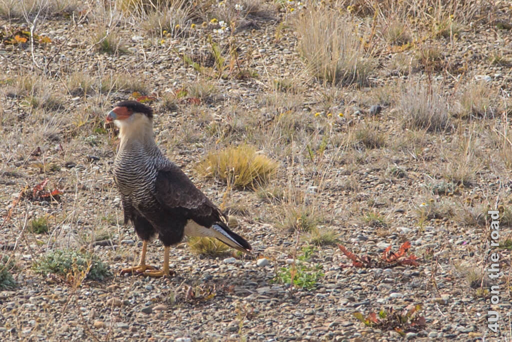 Der Caracara steht am Strassenrand auf dem Weg zum Nationalpark Torres del Paine. Diese Vögel sind ewig hungrig und fressen alles, was vor den Schnabel kommt.