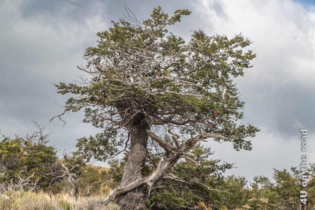Um zu einem Baum im Nationalpark Torres del Paine heranzuwachsen, braucht man viel Stärke, um dem Wind zu widerstehen. Dass man dann ordentlich zerzaust ist, ist kein Wunder.