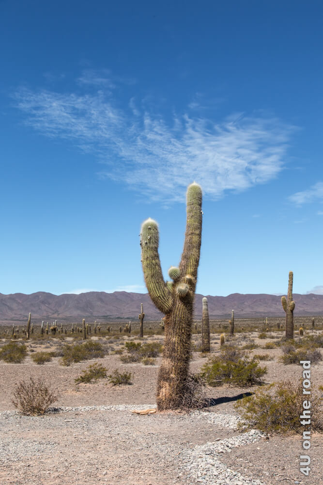 Dieser Kaktus im Nationalpark Los Cardones hat einen langen Seitenarm und mehrere kleine Auswüchse. Er ist sehr hoch.