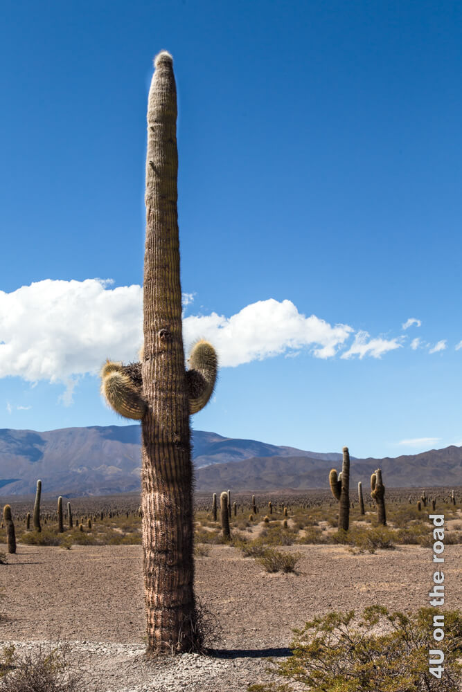 Ein Kaktus im Parque Nacional Los Cardones in der Nähe von Cachi, der bestimmt 5 m hoch ist, dafür nur 3 kleine Seitenarme ausgebildet hat.