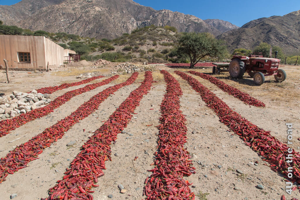 Mein Lieblingsbild von Bildern mit roten Paprikaschoten in den Valles Calchaquies zeigt die langen Reihen der trocknenden Paprikaschoten und einen farblich passenden Traktor.
