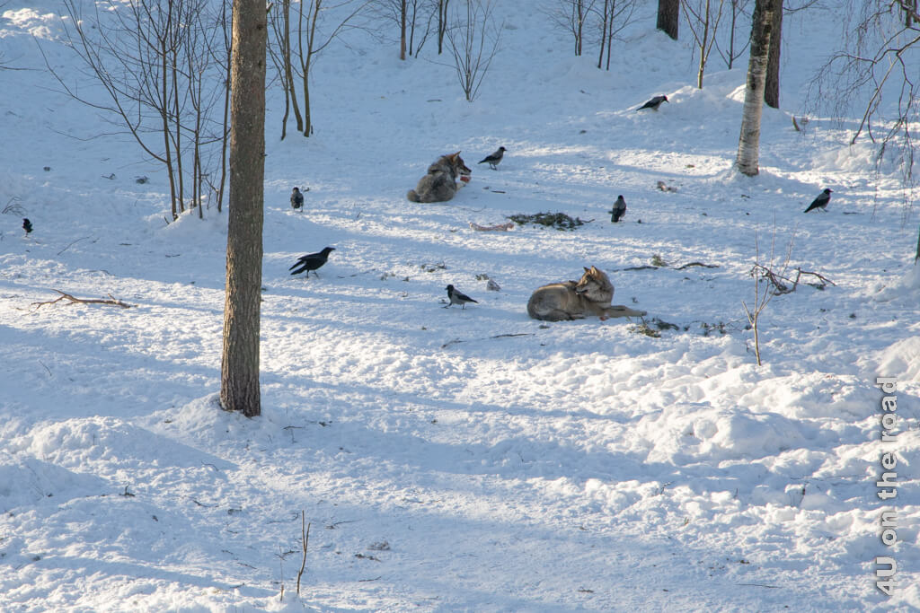 Zwei Wölfe liegen im Schnee im Ranua Zoo und beobachten das Treiben der Krähen aufmerksam.