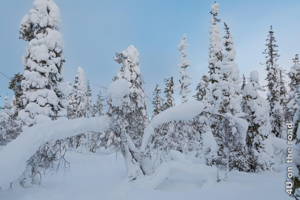 Der Winterwald bei der Wanderung zur Lampivaara Amethystmine im Pyhä-Luosto-Nationalpark mit den Borealen Tannen, die vollkommen verschneit sind, gehört zu den eindrücklichsten Wintererlebnissen bei Rovaniemi.