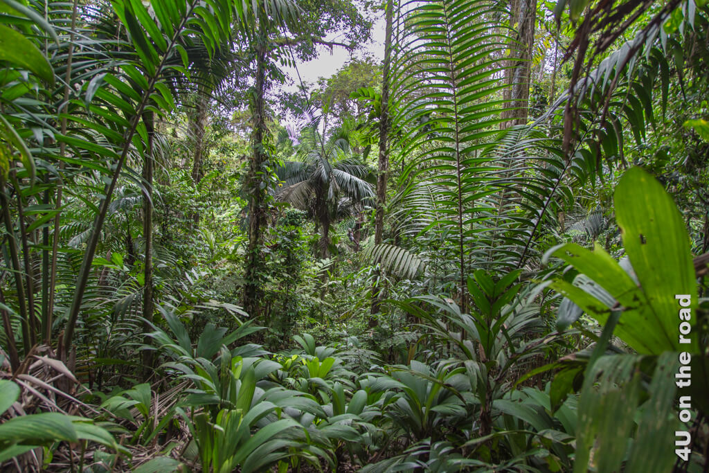 An einer Zipline geht es zur nächsten Plattform im Dschungel bei Selva Bananito