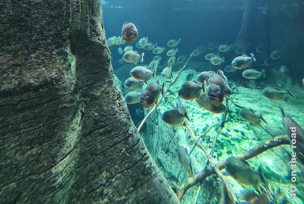 Piranhas im Aquatis Aquarium Lausanne.