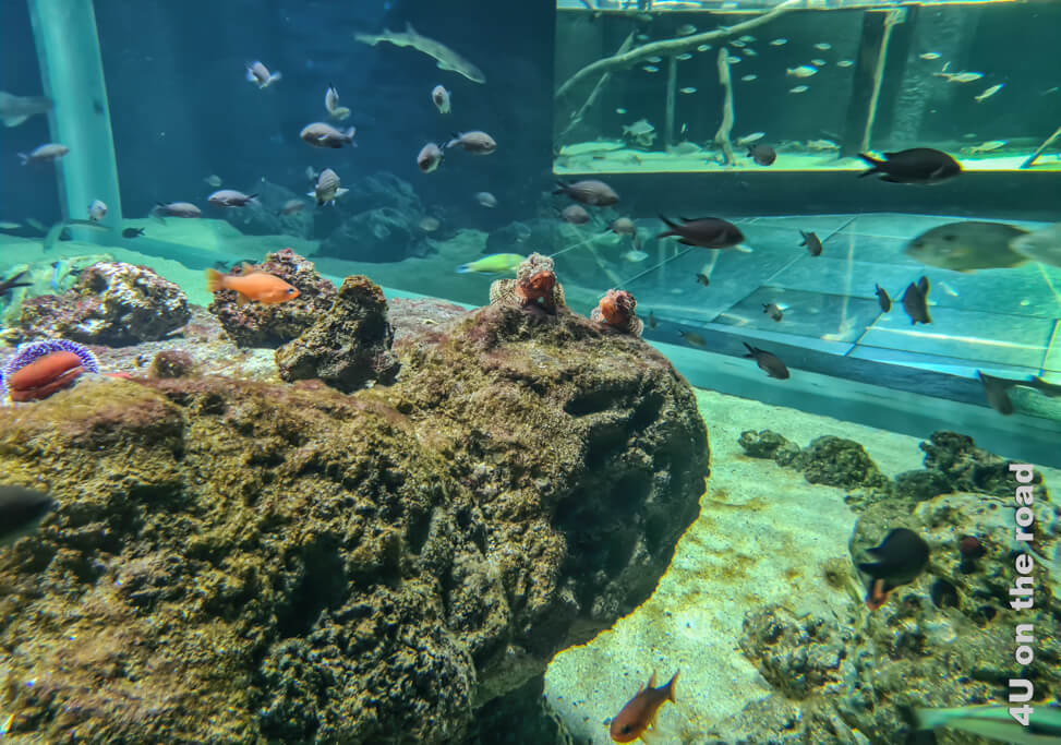 Grosse Aquarien mit einer Vielzahl von Fischen in unterschiedlichen Habitaten. Aquatis Aquarium - eine der Sehenswürdigkeiten in Lausanne.