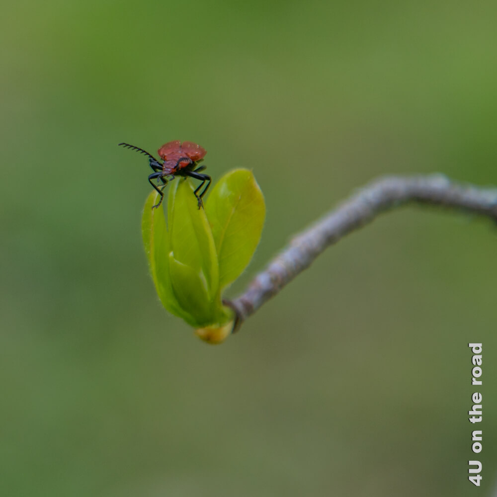 Auch Vögel und andere Tiere kann man im Arboretum du Vallon de l'Aubonne entdecken. Hier ein roter Käfer auf der Spitze des Neuaustriebs.