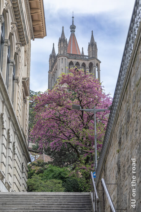 Ein rosa erblühter Baum verdeckt teilweise den Turm der Kathedrale Notre-Dame von Lausanne. Die Kathedrale ist eine wichtige Sehenswürdigkeit von Lausanne in der Altstadt